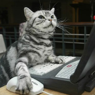 User profile picture
